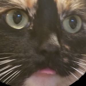 Meet your Posher, Ally